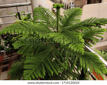 This picture shows an indoor plant Christmas Tree