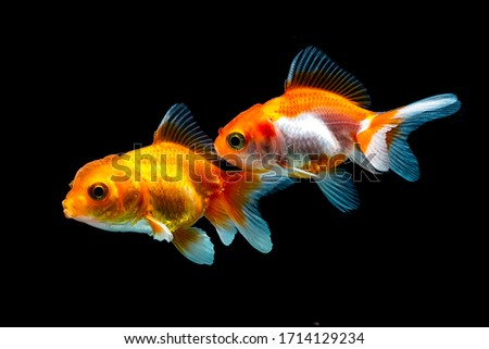 Red comet goldfish aquarium with white fins
