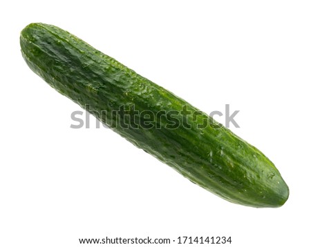 Isolated vegetable on a white background. Ripe cucumber. Harvest fresh vegetables. Healthy diet. Green cucumber. Source of vitamins. Vegetable diet. Ingredient for making salad.