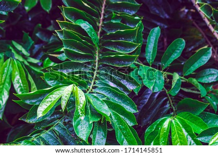 Closeup tropical nature view of Ylang-Ylang green leaf with rain drop after rain fall