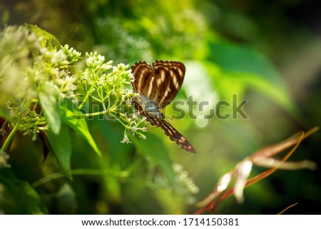 Butterfly butterfly on wild flower  in summer spring field