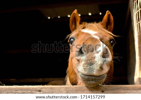 Silly Horse Looking at Me Royalty-Free Stock Photo #1714157299