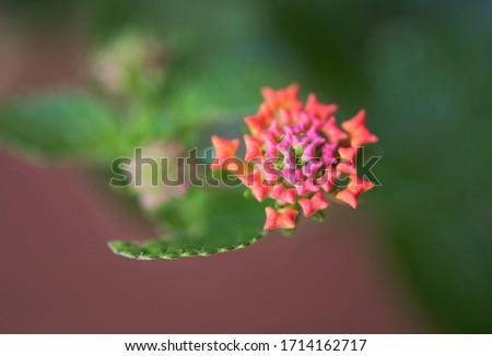 Still life macro on disk florets of buds from a single blooming flower. Fine art photography with shallow depth of field for the blur vision background. On nature and fresh beauty of spring.