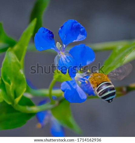 Bee hovering over a flower this bee was captured in full flight trying to land on the beautiful blue flower Captured in the right moment as I was taking picture of the plant