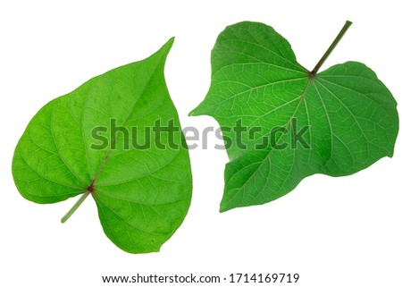 sweet potato leaf isolated on the white background