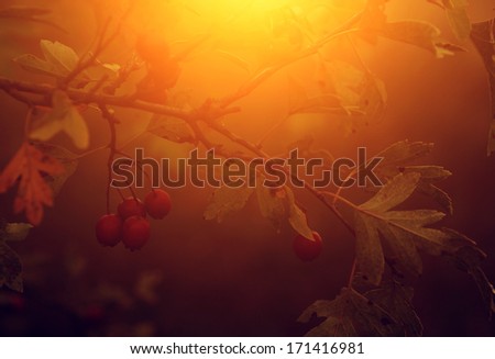 Beautiful leaves in sunset