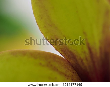 Closeup yellow petals of orchid flower, blurred photo with soft focus, macro image ,bright background ,sweet color for card design
