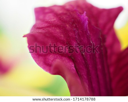 Closeup yellow- pink petal of orchid flower with blurred and soft focus, macro image ,abstract background ,sweet color for card design, bright wallpaper

