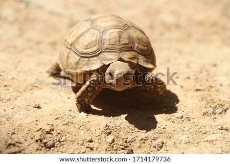 African Sulcata Tortoise Natural Habitat,Close up African spurred tortoise resting in the garden, Slow life ,Africa spurred tortoise sunbathe 