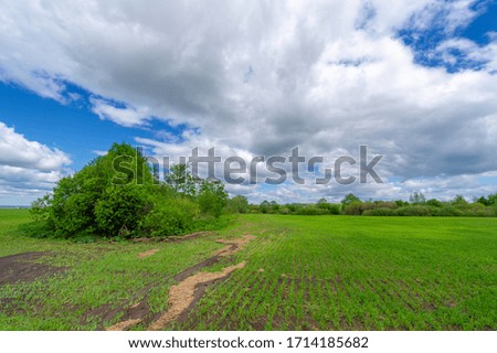 Spring photography, cereal seedlings in a green joyful field, grain used for food, for example, wheat, oats or corn. blue sky in white fluffy clouds