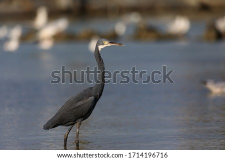 Western Reef Egret at Beach, Pictures 