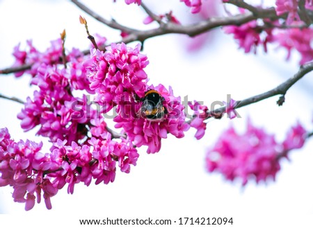 Bumblebee on the pink flowers of the Cercis tree in the Park. Isolate on white background 