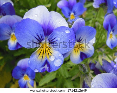 Blue and yellow violets on a rainy day