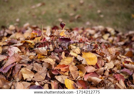Pile Of Autumn Leaves Sitting In A Backyard Nature Park