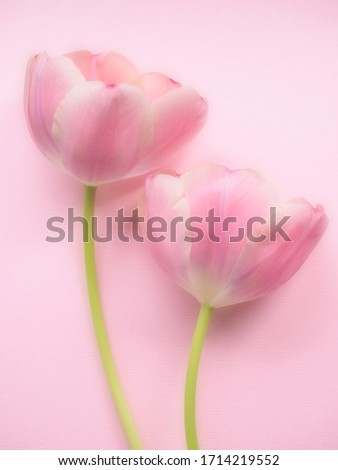 Two beautiful pink tulips on pink background. Soft. Tender background. 