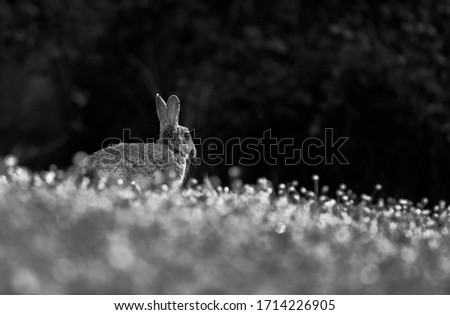 Beautiful picture with rabbit in field at sunrise.