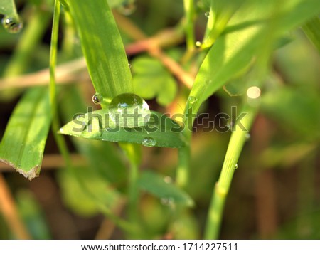 Beautiful large water drops of clean, fresh green in spring time nature background macro photo, large drop on leaf beauty and purity of environment ,artistic image in green tones, morning dew drops