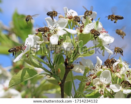 honey bees pollinating white blossoms of a pear tree with blue sky background, close up, macro shot of collecting bees Royalty-Free Stock Photo #1714234132