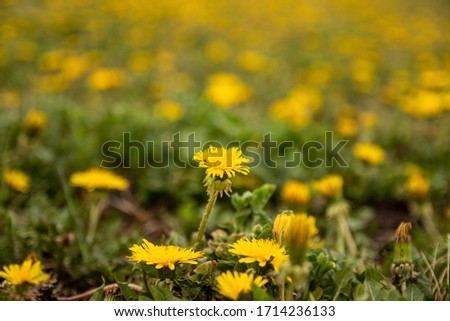 Closeup of yellow spring dandelion flowers on the ground