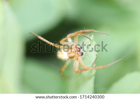 A Spider Is Sitting On The Leaf Selective Focus