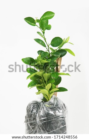 Young lemon tree in plastic bag isolate in white background.