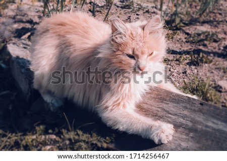 A beautiful ginger cat holds its paw on a wooden board. The pet is basking in the sun in fine weather. Stock Photo in gentle peach tones.