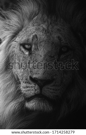 Wildlife photography or images of African Wild Lion from Masai Mara, Kenya. 
