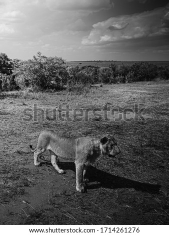 Wildlife photography or images of African Wild Lion from Masai Mara, Kenya. Environmental or habitat portraits of African Lion. 