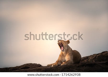 Lioness Yawning. Wildlife photography or images of African Wild Lion from Masai Mara, Kenya. Images of African Lion on the rocks. 