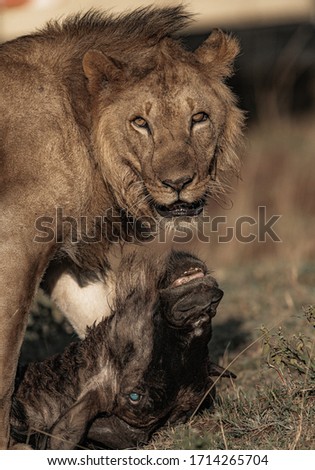 Wildlife photography or images of African Wild Lion from Masai Mara, Kenya. African lion killed wildebeest and eating and dragging to safe place.