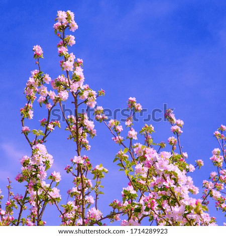 Spring aesthetics wallpaper  Apple blossom tree.