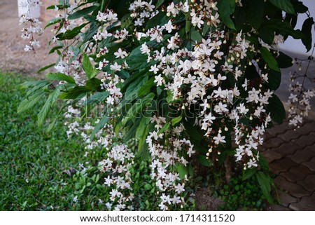 Nodding Clerodendron is an ornamental plant with a blurred background.