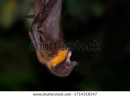 Ryukyu flying fox shows it's teeth while hanging at night