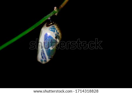 Common crow butterfly chrysalis hanging from vine from above at night close up left