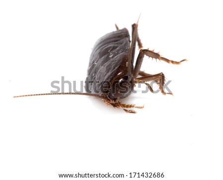 cockroach on white background. macro