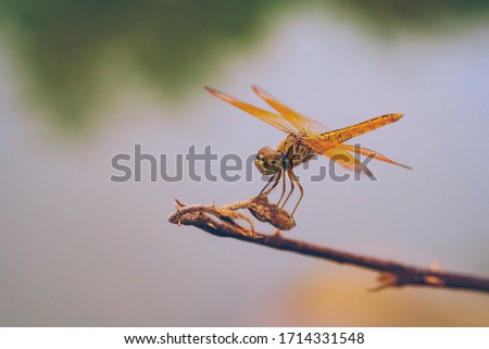 Close up of orange dragonfly in the countryside Vietnam. Royalty high-quality stock photo image of an animal.
