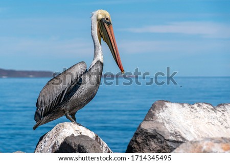 pelican in loreto mexico baja california on a rock  Royalty-Free Stock Photo #1714345495