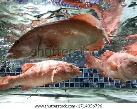 Red Fish in a tank. Chinese seafood restaurant show tank. Fresh seafood