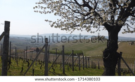 Vineyards and a cherry tree 