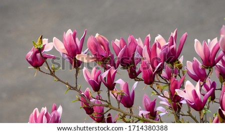Spring magnolia flowers, natural abstract floral background