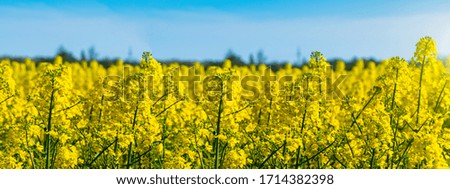 Horizontal landscape backgrounds of beautiful spring summer blooming yellow rape flower field with clear blue sky .