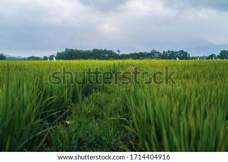 Rice field in Vietnam province