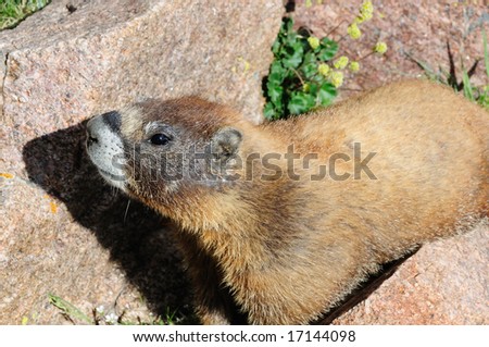 Marmot, a relative of the woodchuck that resides in Rocky Mountains at high altitude