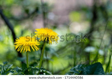Dandelions, Taraxum officinale in the forest
