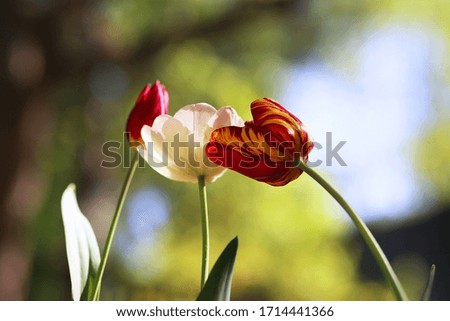 Close up of blooming beautiful tulip flowers springtime on natural green background