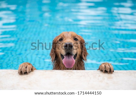 Golden retriever lying by the pool Royalty-Free Stock Photo #1714444150