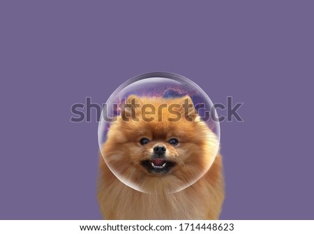 Pomeranian spitz beautiful picture. Spitz art. Fluffy dog ​​Happy Spitz on a simple background. Pomeranian dog cute pet happy smiling in the morning. The theme of baby animals