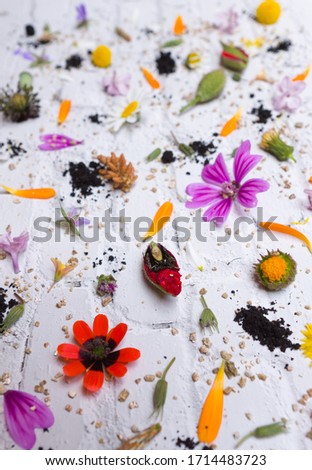 photography decoration wallpaper on white brick of various spring flowers