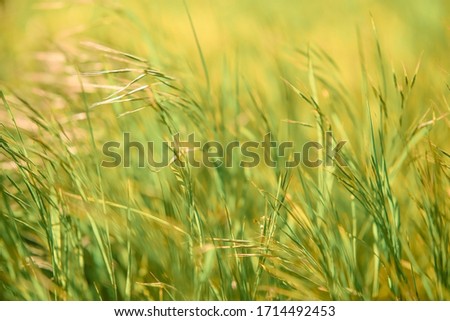Soft focus - juicy fresh green grass glistens in the sun. Sunny summer background
