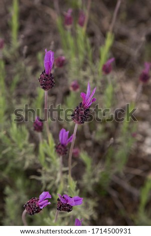 A few Spanish lavender plants.